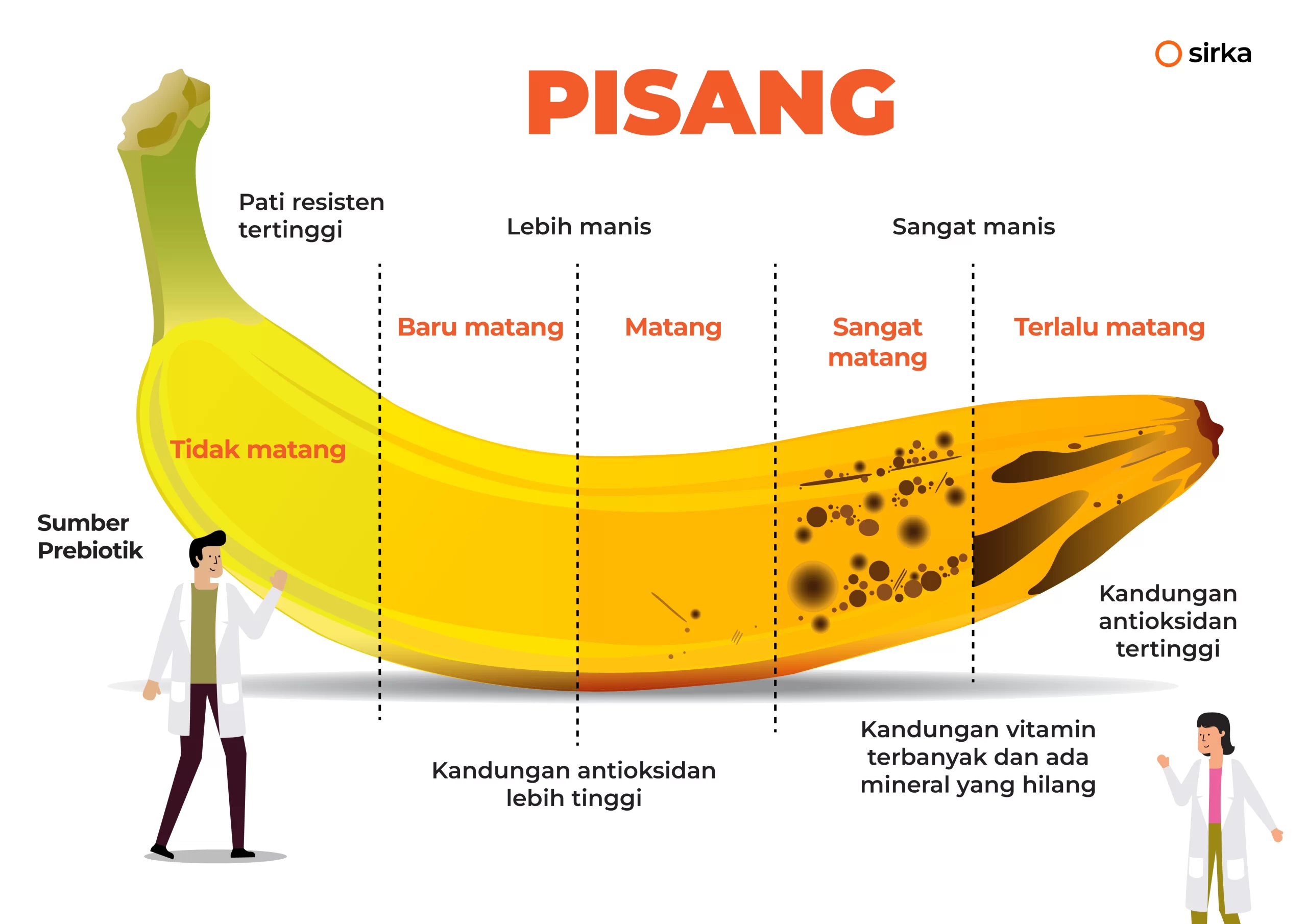 ilustrasi tingkat kematangan pisang